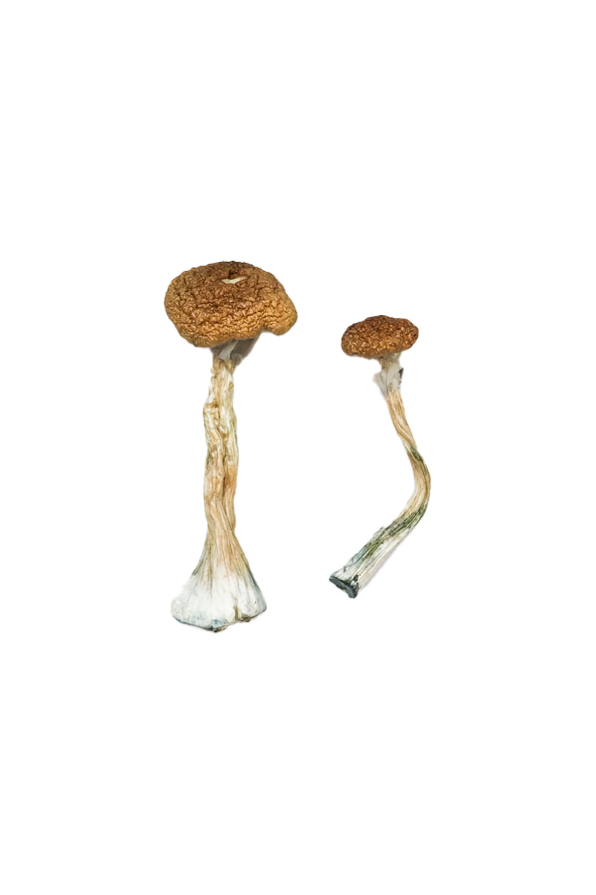 African Transkei Mushrooms