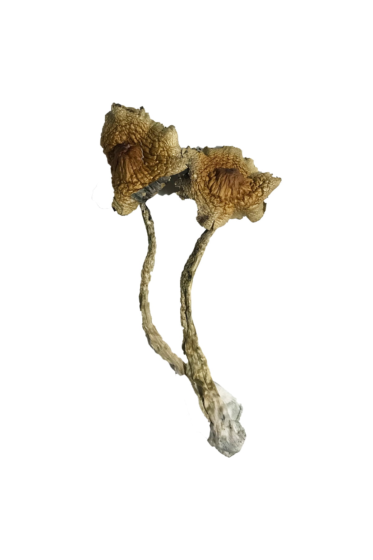 Cuban Mushrooms