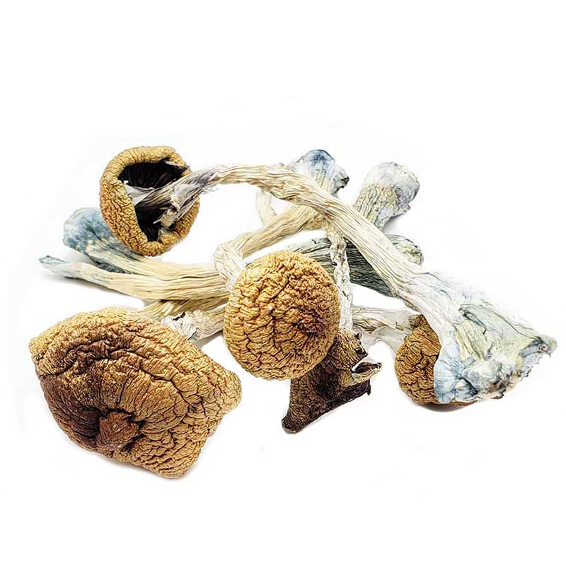 Ecuadorian Mushrooms