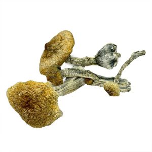 Flying Saucers Mushrooms