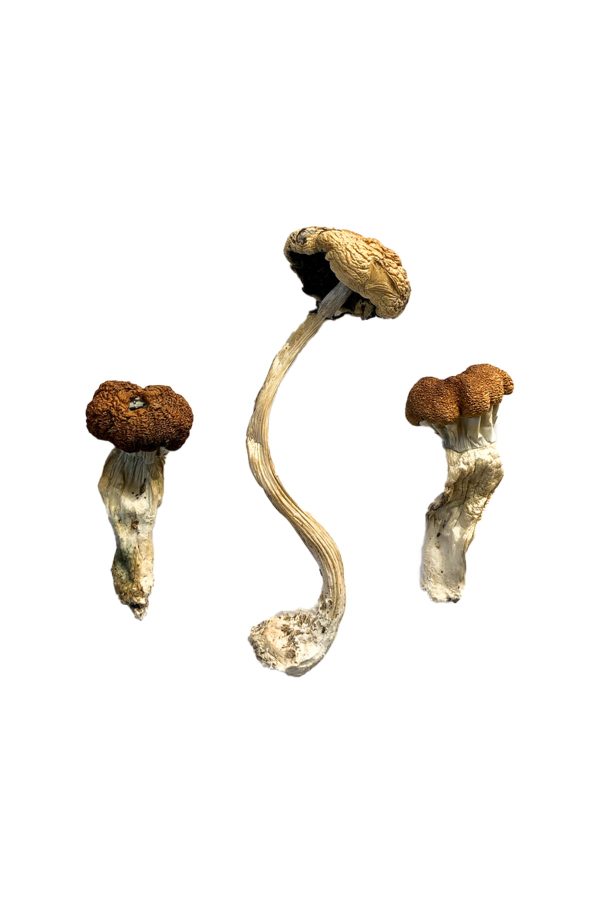Malaysian Mushrooms