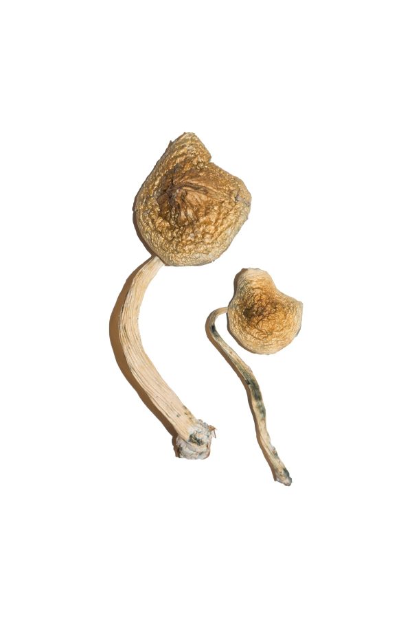 Panama Mushrooms