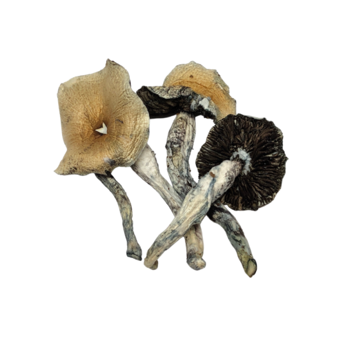 White Burma Mushrooms